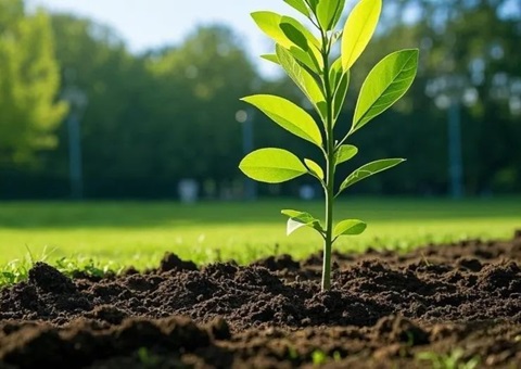 上海首提大型生态空间单位，2035年妄想林地面积147万亩