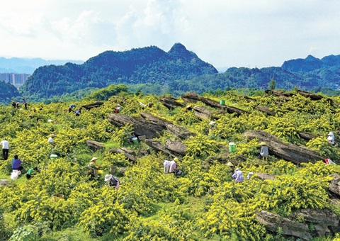 重庆秀山：一朵山银花，绽放19亿元综合产值